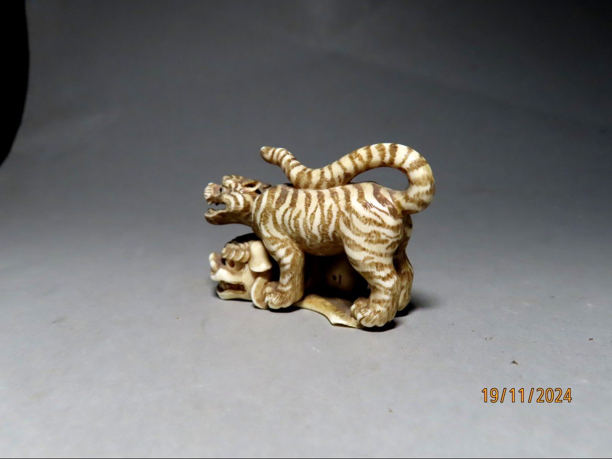 Netsuke en ivoire. Tigre sur masque Shishi et Daruma. Signé Shoko, école de Hida. Japon Meiji .-photo-2