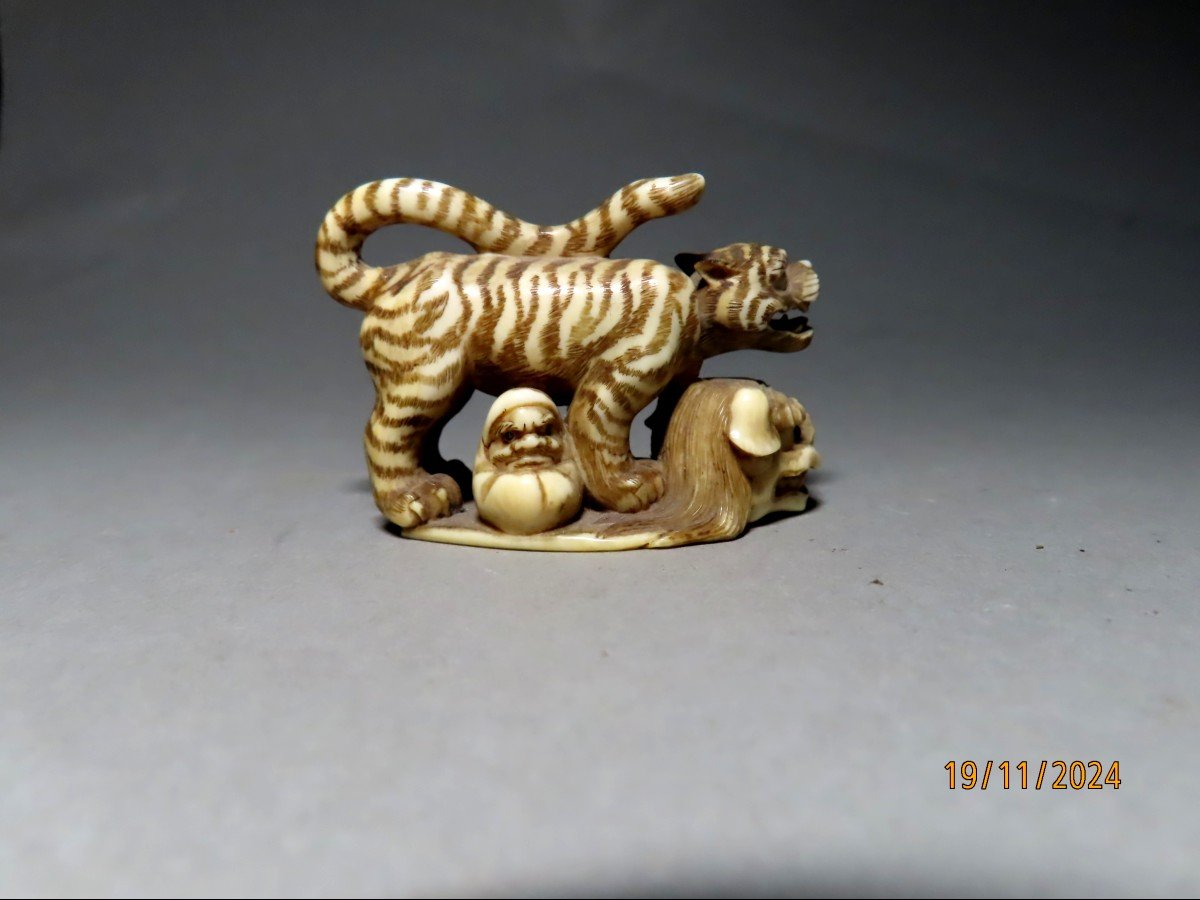 Netsuke en ivoire. Tigre sur masque Shishi et Daruma. Signé Shoko, école de Hida. Japon Meiji .-photo-4