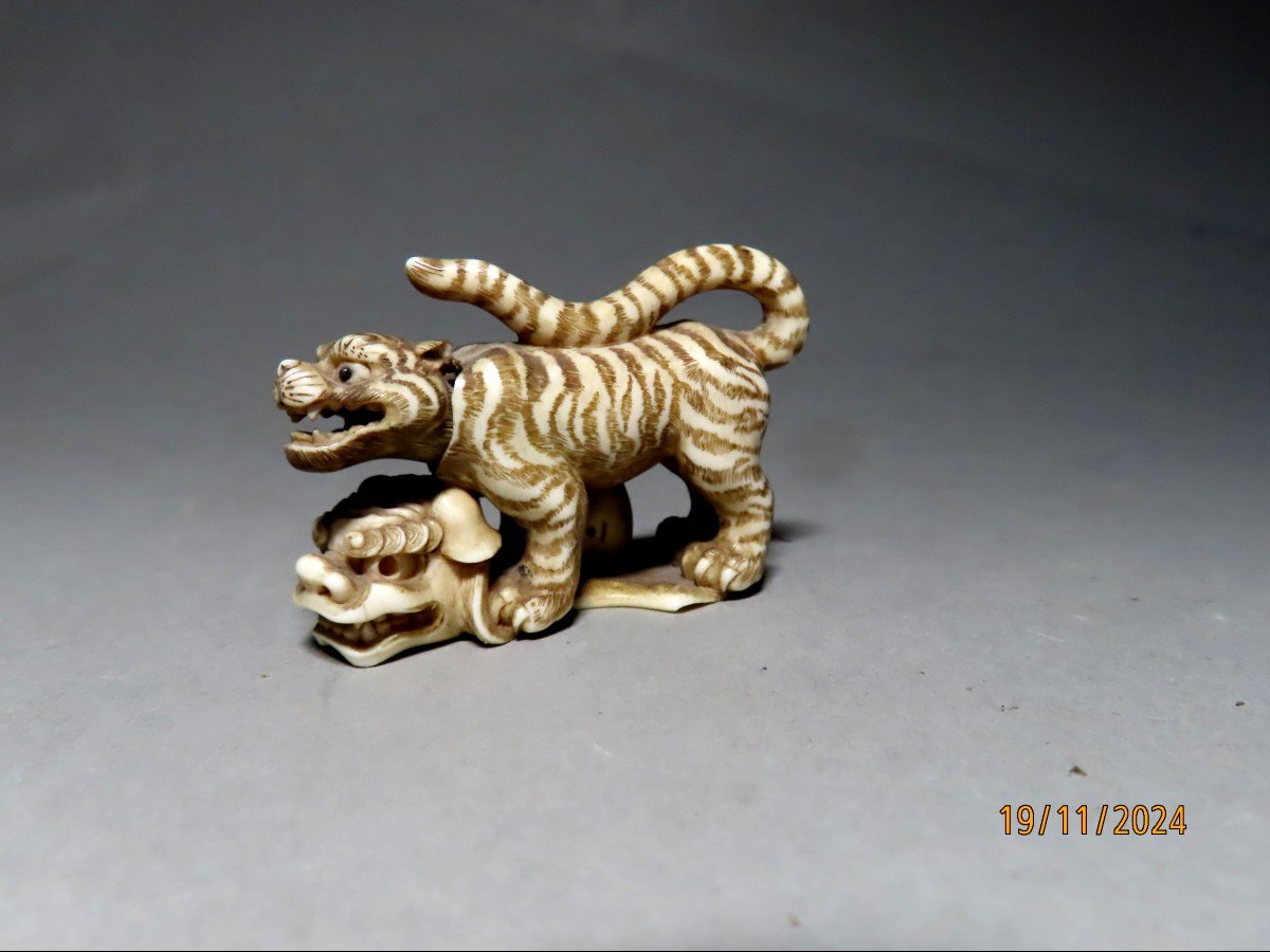 Netsuke en ivoire. Tigre sur masque Shishi et Daruma. Signé Shoko, école de Hida. Japon Meiji .