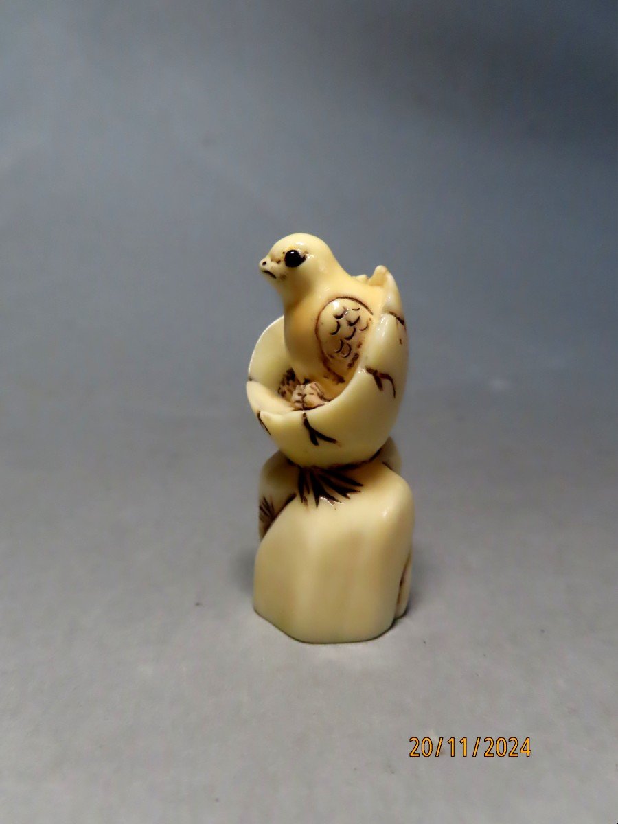 Netsuke en ivoire. Poussin dans sa coquille. Japon époque Taisho (1912-1928 )