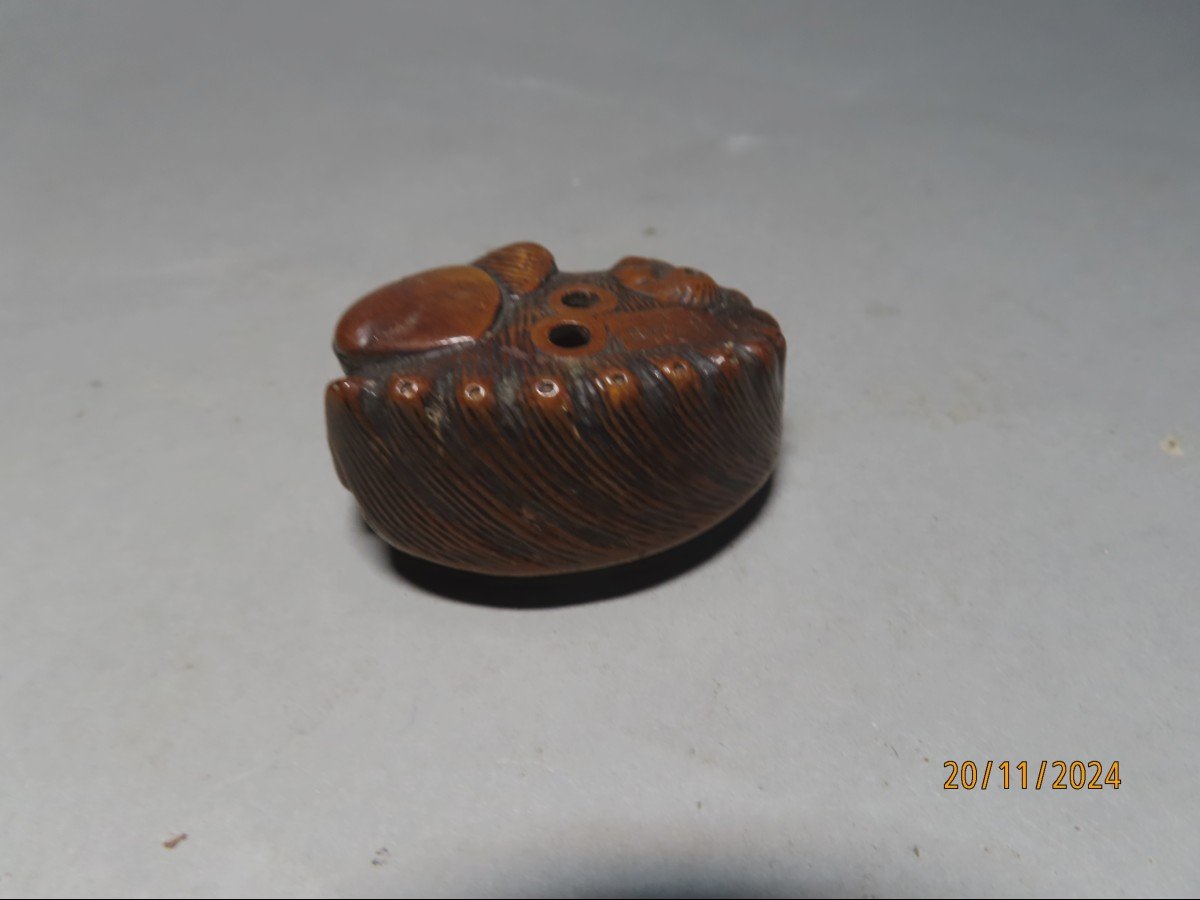 Wooden Netsuke. Abalone, Awabi. Signed Tomonobu, Japan Meiji Period (1868-1912)-photo-4