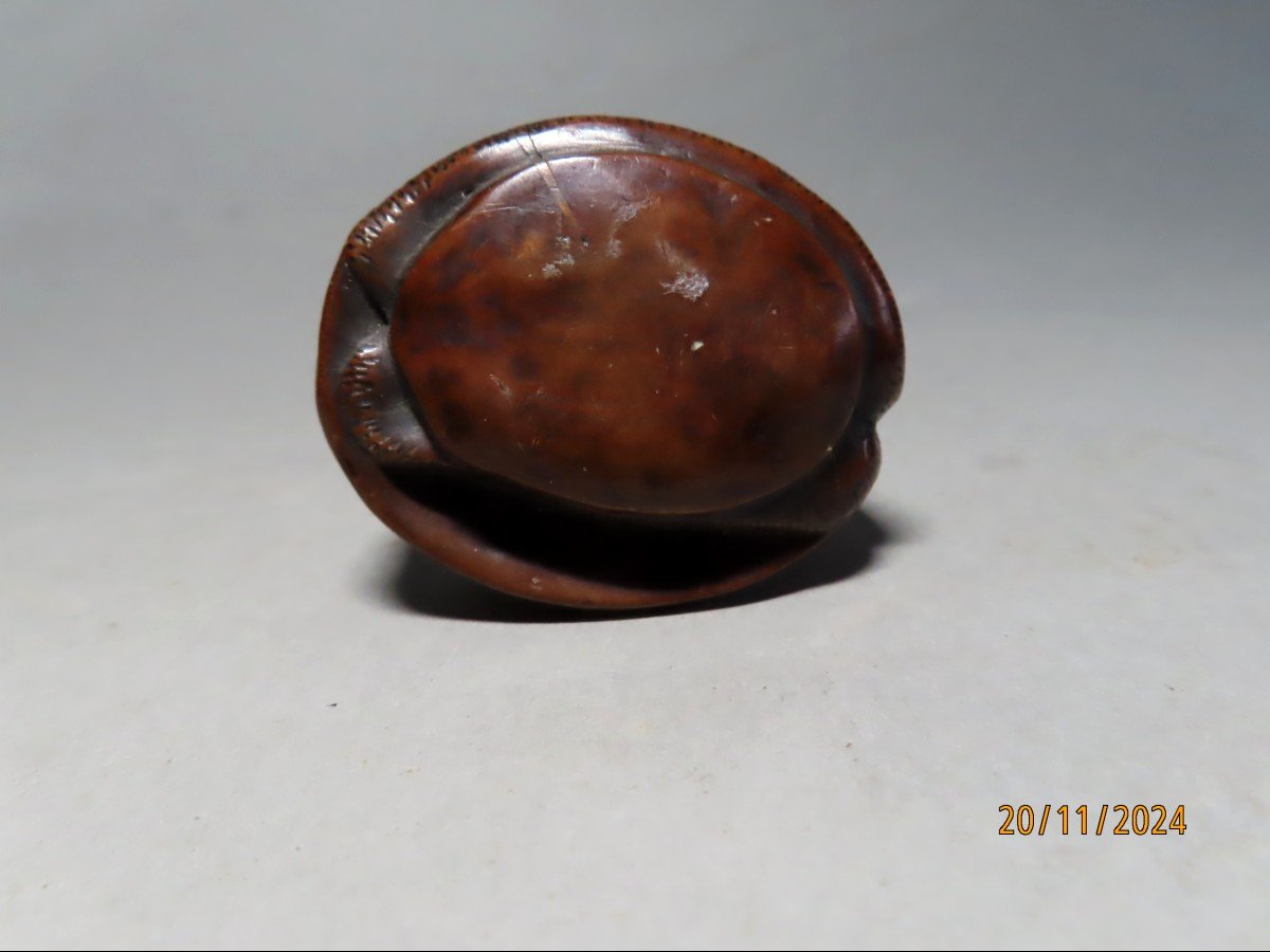 Wooden Netsuke. Abalone, Awabi. Signed Tomonobu, Japan Meiji Period (1868-1912)-photo-1