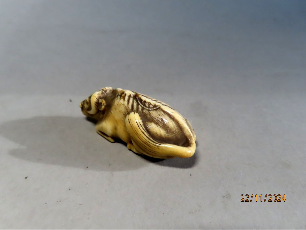 Netsuke en ivoire. Boeuf de rizière couché. Japon époque EDO (1603-1868 )-photo-2