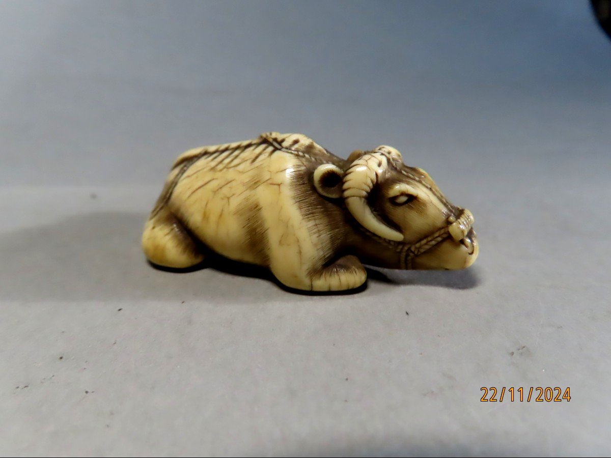 Netsuke en ivoire. Boeuf de rizière couché. Japon époque EDO (1603-1868 )-photo-1