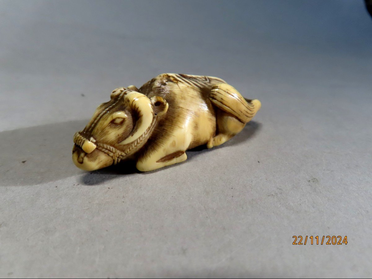 Netsuke en ivoire. Boeuf de rizière couché. Japon époque EDO (1603-1868 )-photo-3