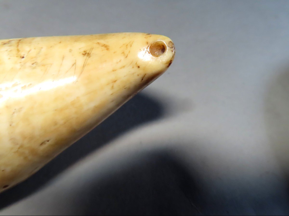 Scrimshaw. Rare Tabua, Sperm Whale Tooth From Fiji. 19th Century.-photo-2