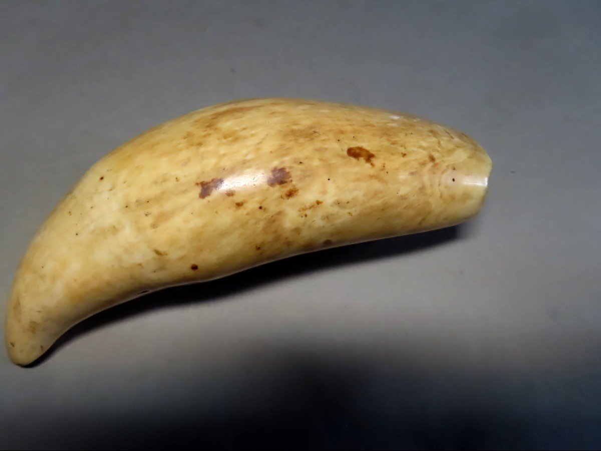 Scrimshaw. Rare Tabua, Sperm Whale Tooth From Fiji. 19th Century.-photo-3