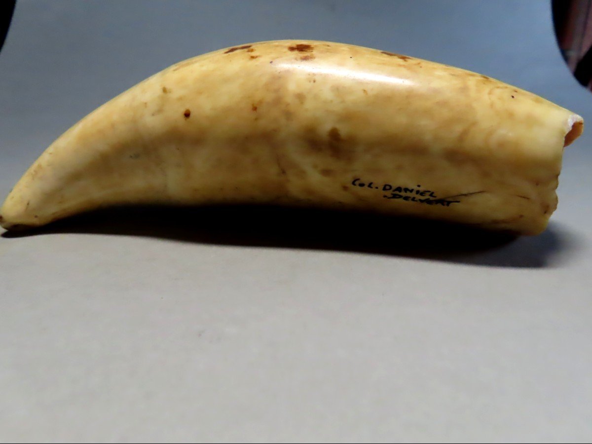 Scrimshaw. Rare Tabua, Sperm Whale Tooth From Fiji. 19th Century.-photo-2