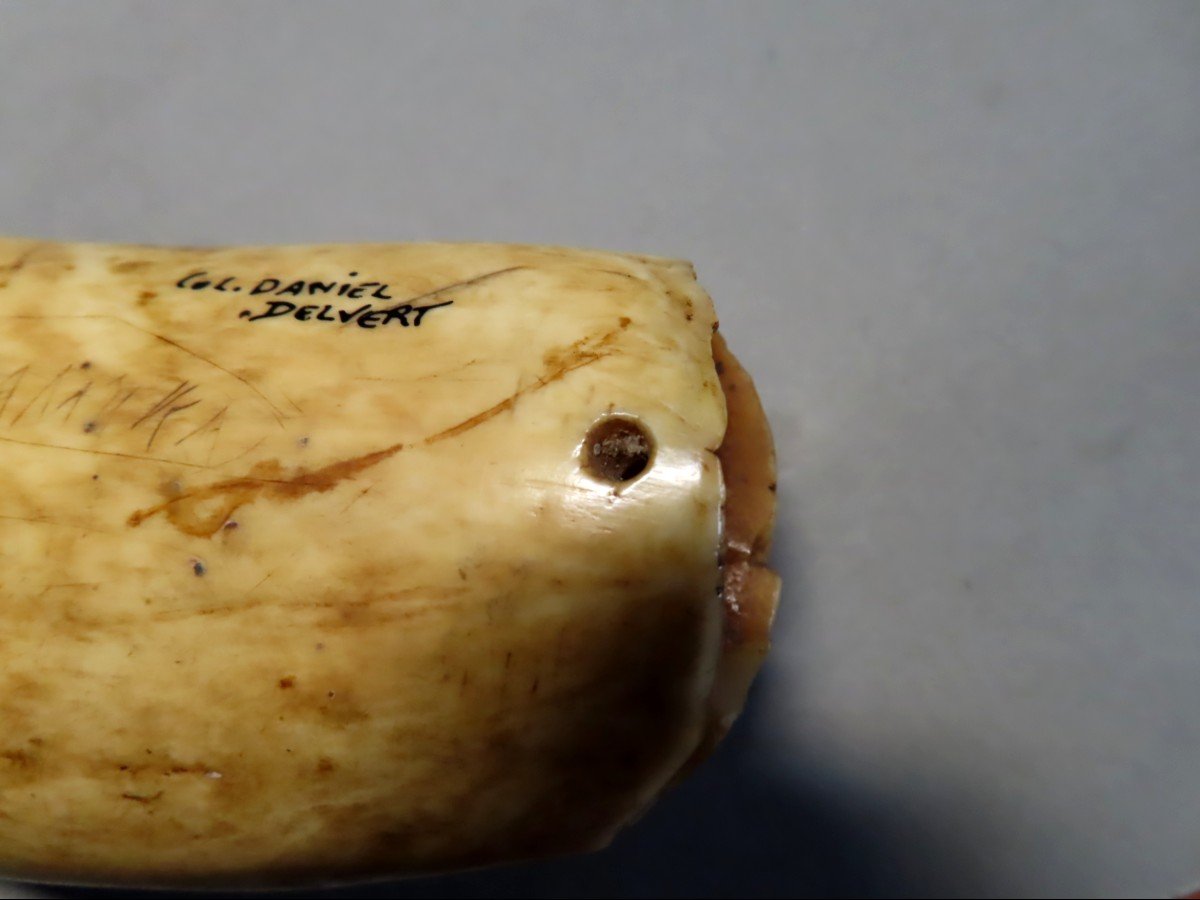 Scrimshaw. Rare Tabua, Sperm Whale Tooth From Fiji. 19th Century.-photo-3