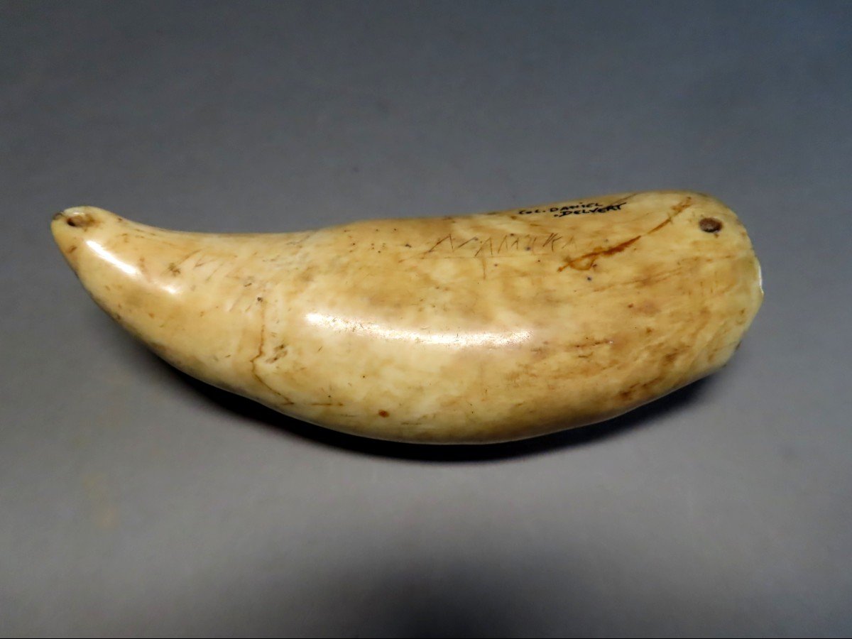 Scrimshaw. Rare Tabua, Sperm Whale Tooth From Fiji. 19th Century.