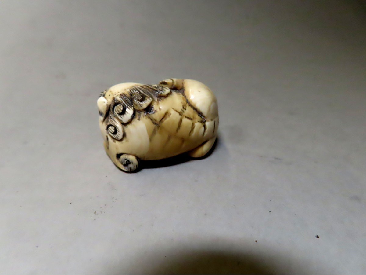 Ivory Netsuke. Shishi Scratching Himself. Signed Mitsuyuki, Japan Meiji Period (1868-1912)-photo-3