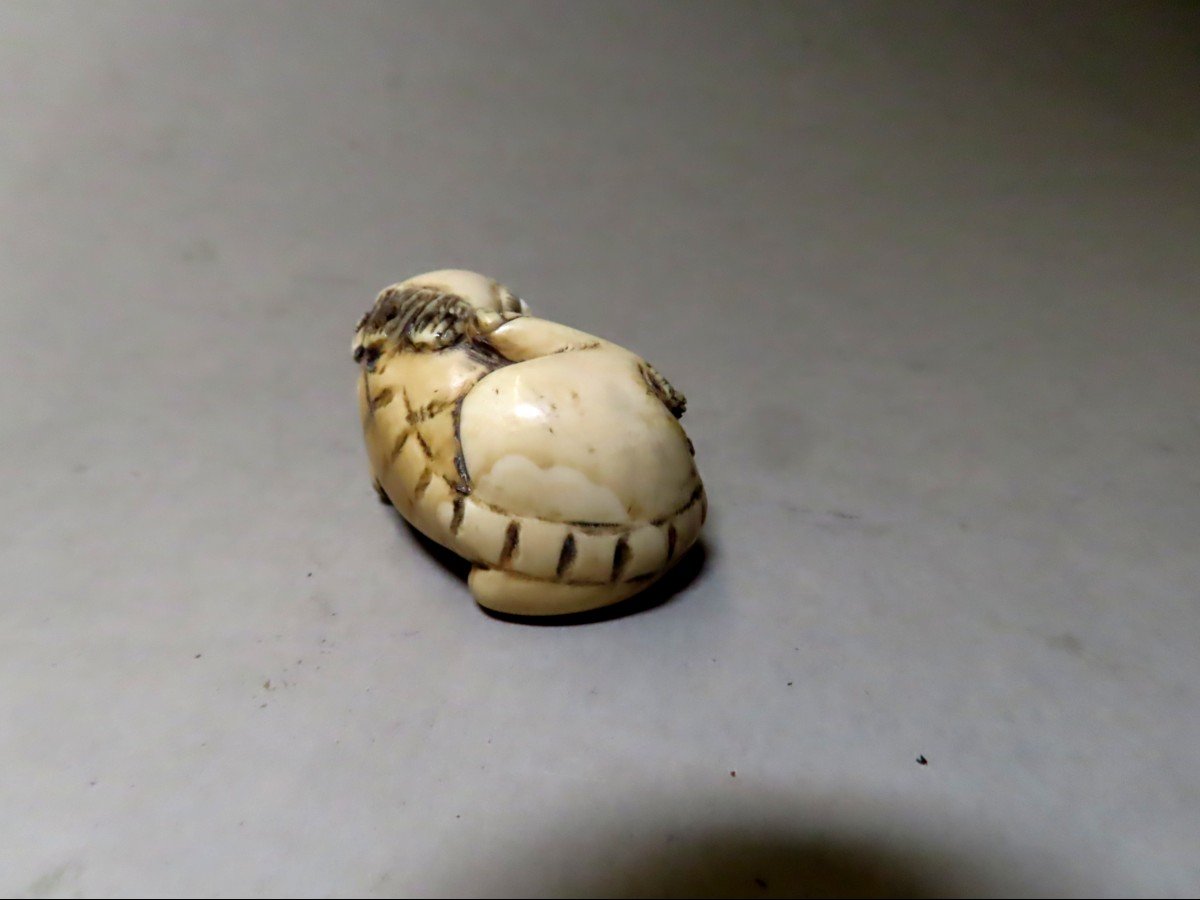 Ivory Netsuke. Shishi Scratching Himself. Signed Mitsuyuki, Japan Meiji Period (1868-1912)-photo-4