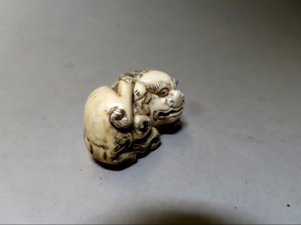 Netsuke en ivoire. Shishi se grattant. Signé Mitsuyuki, Japon époque Meiji (1868-1912 )-photo-1