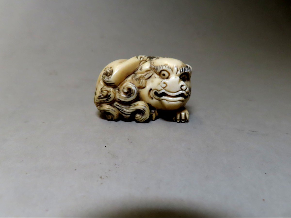 Netsuke en ivoire. Shishi se grattant. Signé Mitsuyuki, Japon époque Meiji (1868-1912 )