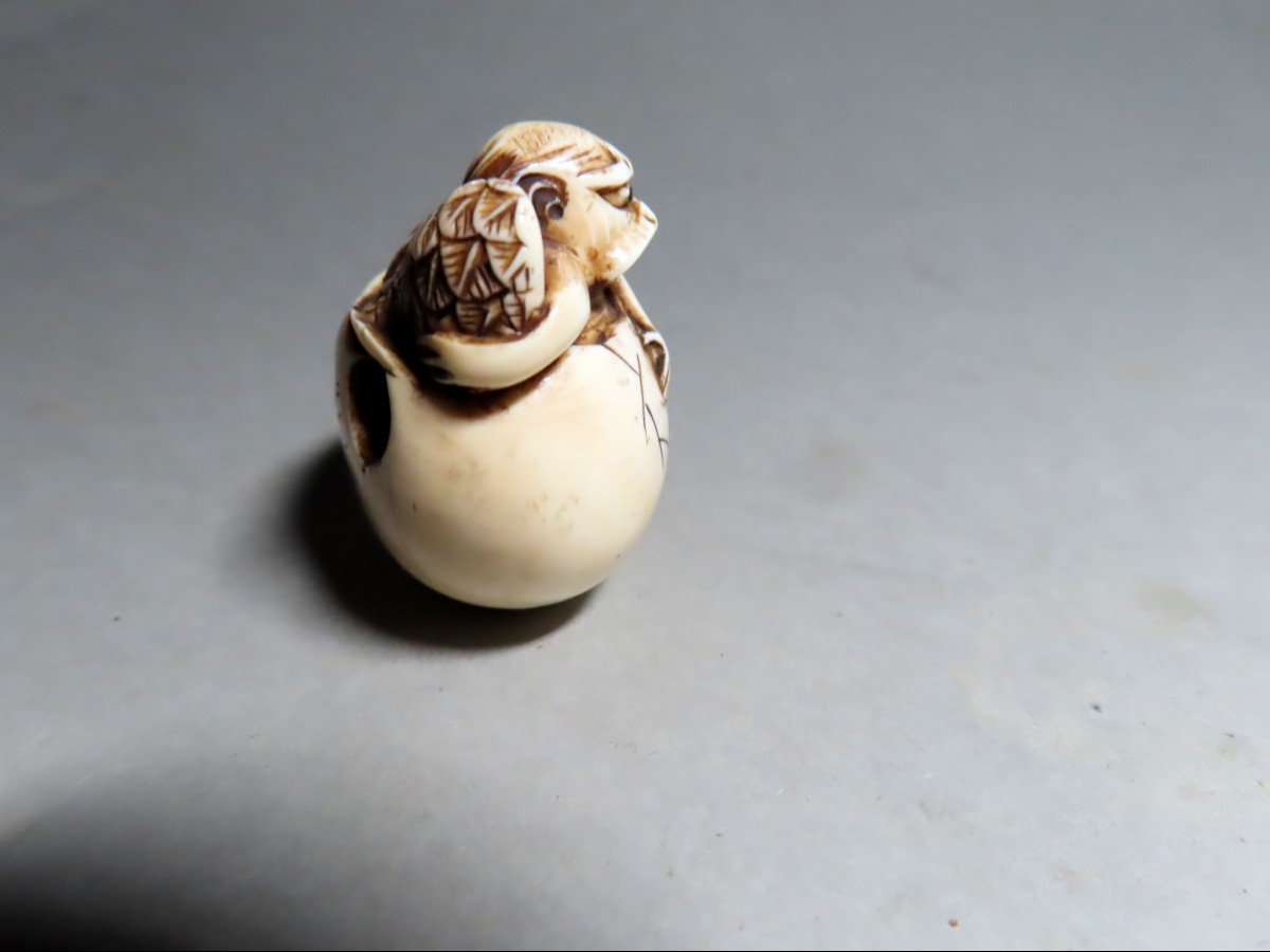 Ivory Netsuke. Tengu Emerging From The Egg. Japan Meiji Period (1868-1912)-photo-4