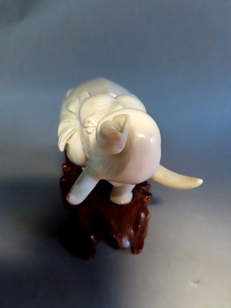 Ivory Okimono. Imposing Elephant. Japan Meiji Period (1868-1912)-photo-4