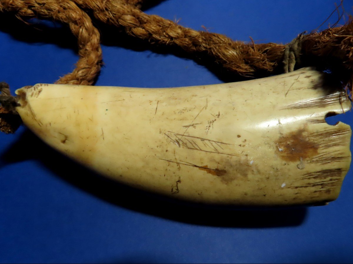 Tabua des  îles Fidji XIXème. Scrimshaw en dent de cachalot.-photo-4