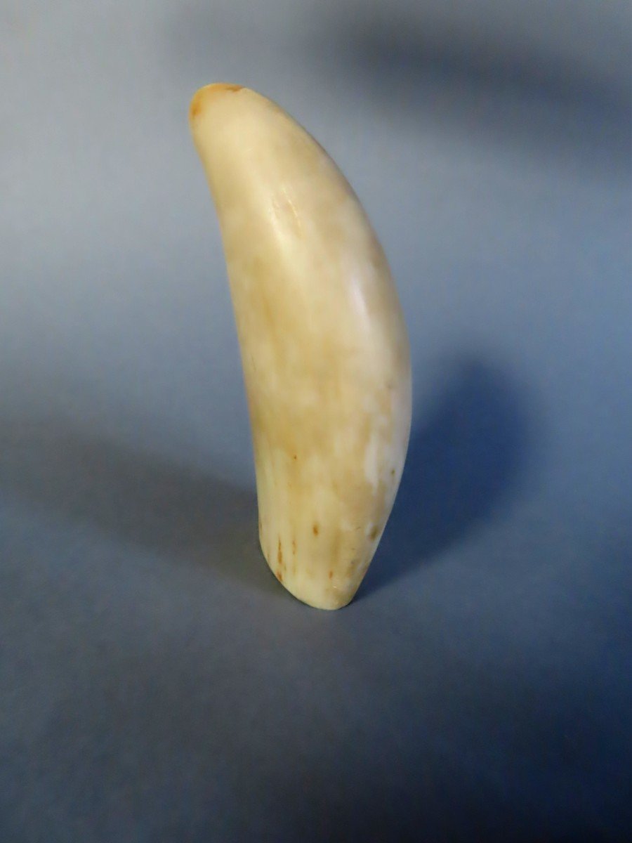 Ivory. Sperm Whale Tooth. Ideal For Scrimshaw. 19th Century-photo-2