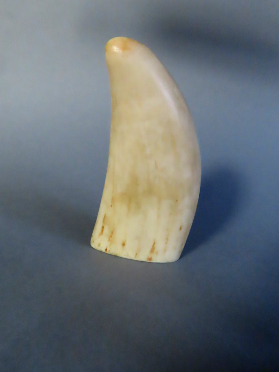 Ivory. Sperm Whale Tooth. Ideal For Scrimshaw. 19th Century