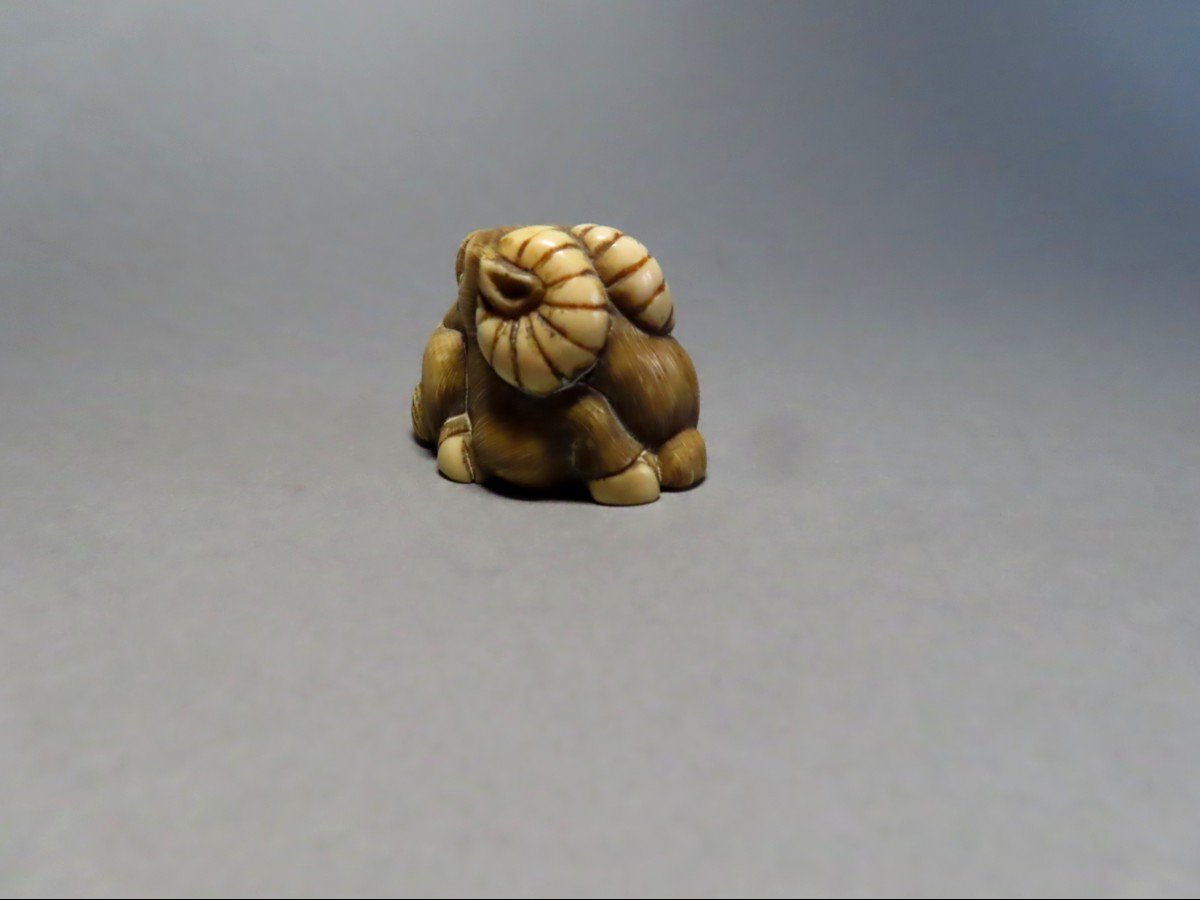 Netsuke en ivoire. Buffle couché. Japon époque Meiji (1868-1912 )-photo-2