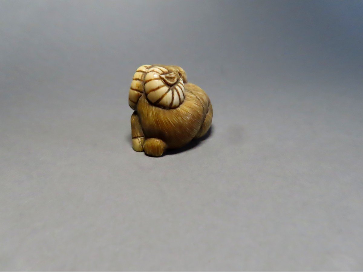 Netsuke en ivoire. Buffle couché. Japon époque Meiji (1868-1912 )-photo-3