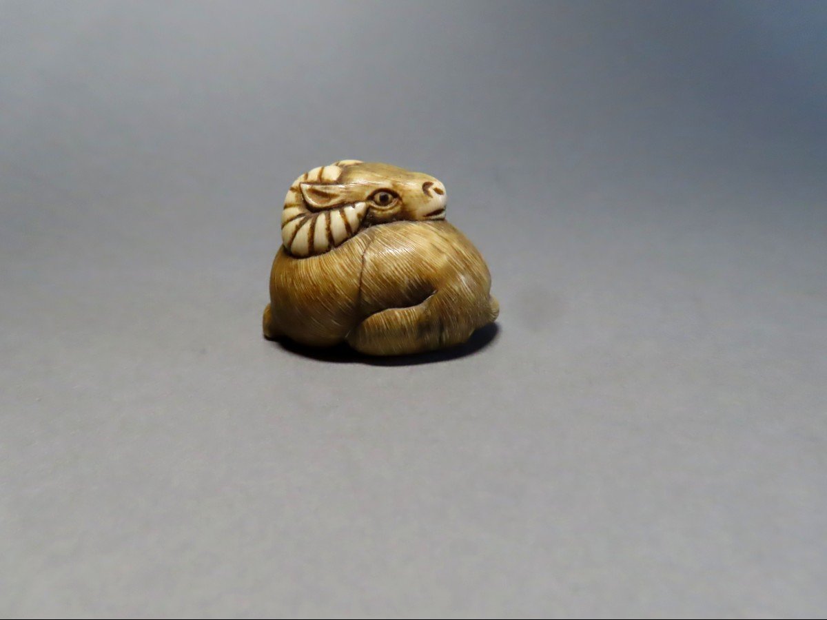 Netsuke en ivoire. Buffle couché. Japon époque Meiji (1868-1912 )-photo-4