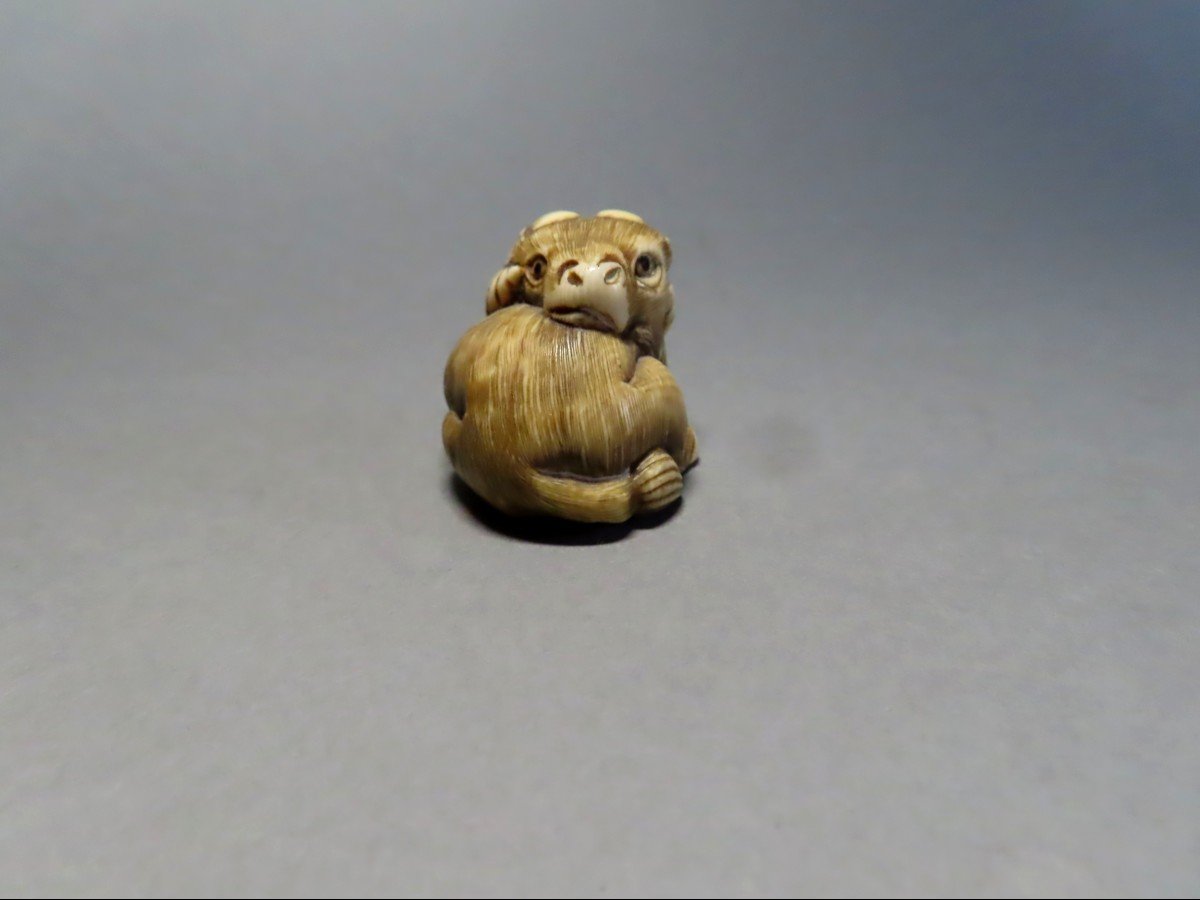 Netsuke en ivoire. Buffle couché. Japon époque Meiji (1868-1912 )-photo-1