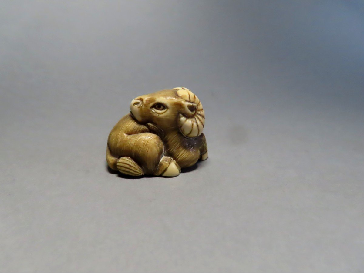 Netsuke en ivoire. Buffle couché. Japon époque Meiji (1868-1912 )