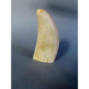 Ivory. Sperm Whale Tooth. Ideal For Scrimshaw. 19th Century