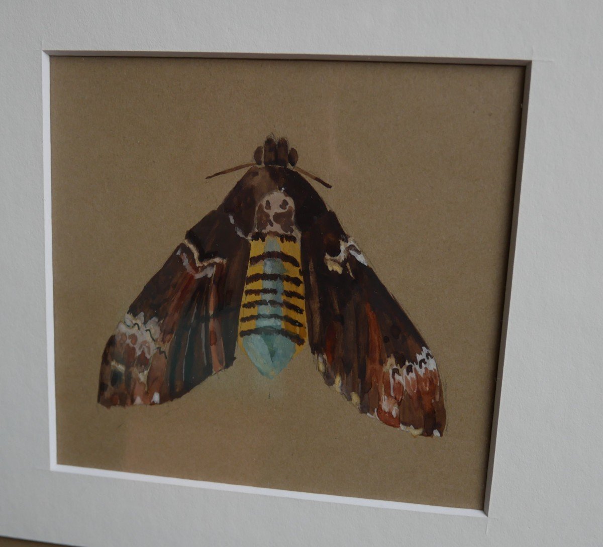 Butterflies Studies, Skull Sphinx, Great Night Peacock, Drawings, Triptych, 1900-photo-3