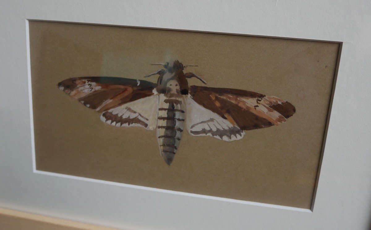 Butterflies Studies, Skull Sphinx, Great Night Peacock, Drawings, Triptych, 1900-photo-4