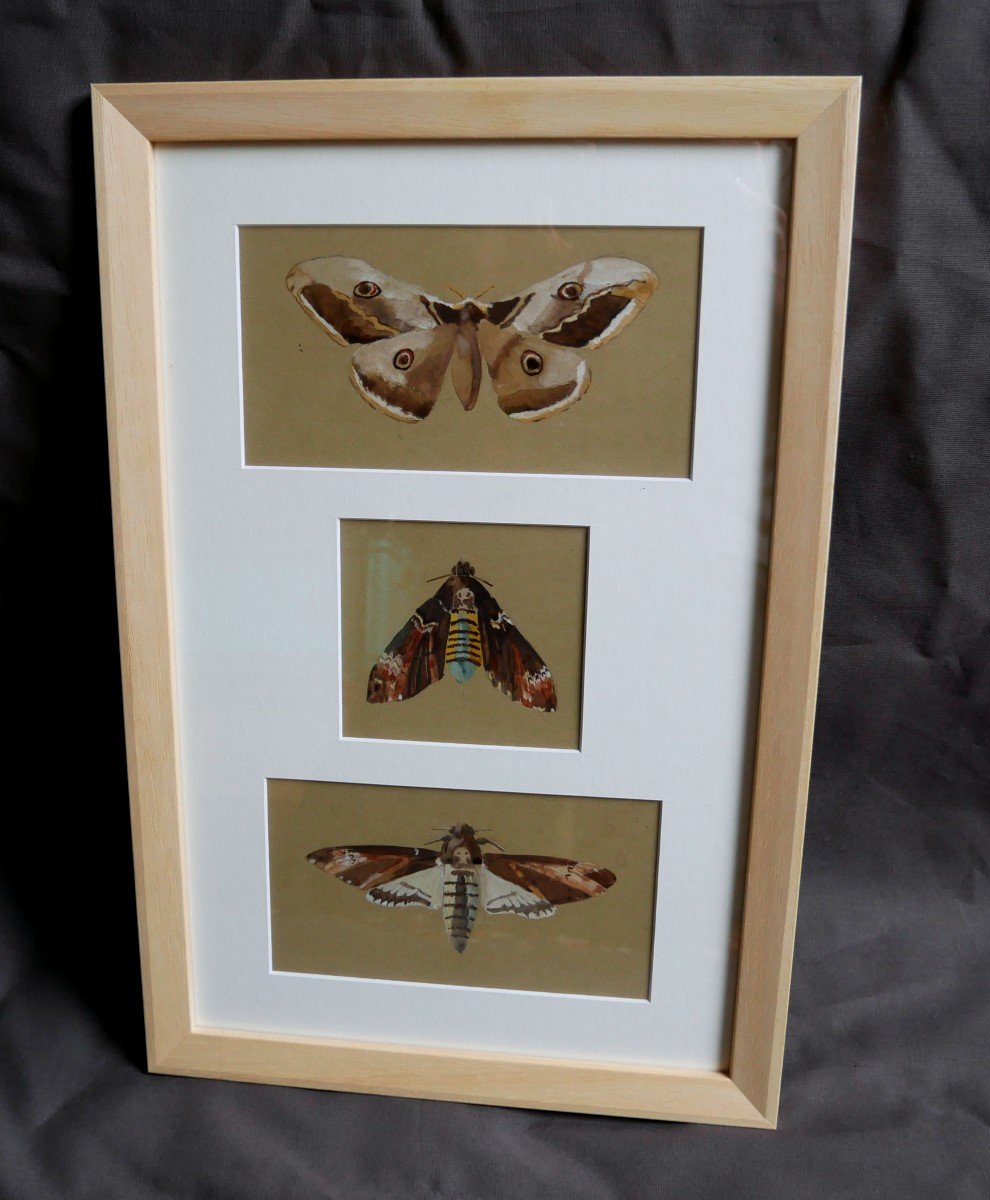 Butterflies Studies, Skull Sphinx, Great Night Peacock, Drawings, Triptych, 1900