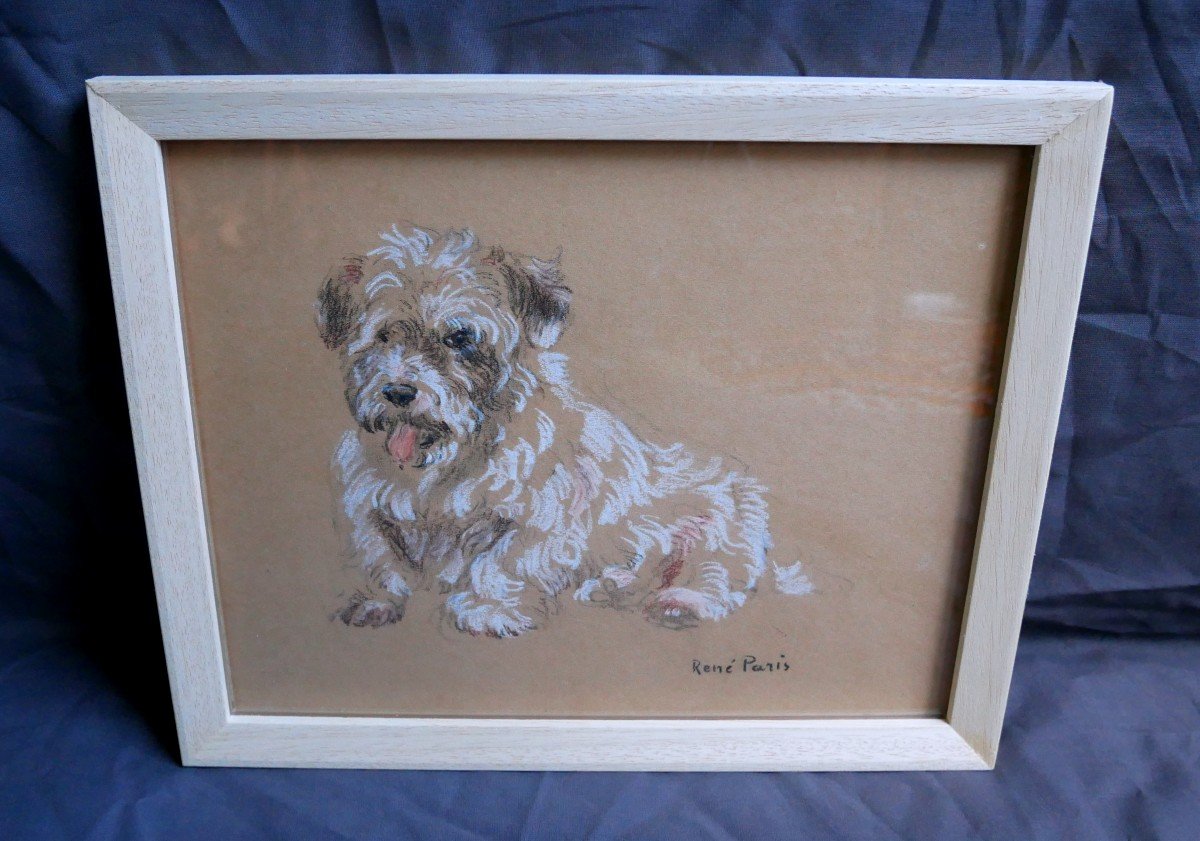 René Paris, Etude De Chien, Pastel Sur Papier, Signé, 1900