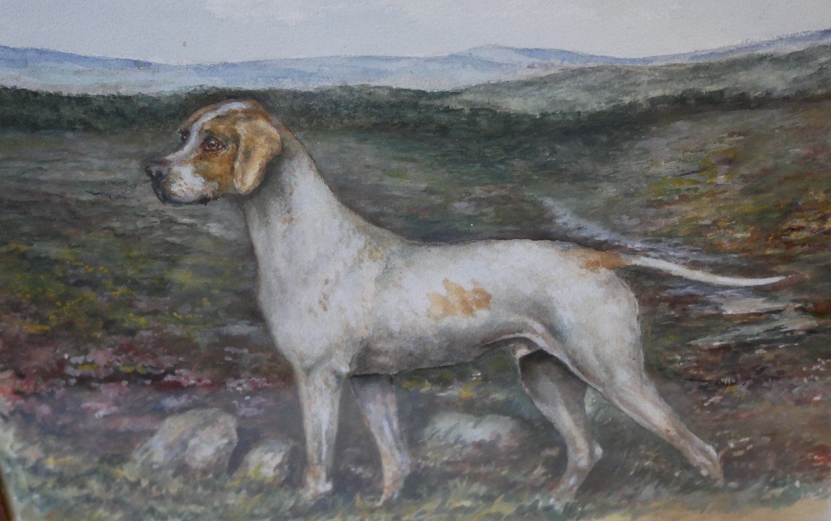 Portrait Of A Dog, Pointing Hunting Dog, Watercolor On Paper, 1900-photo-2