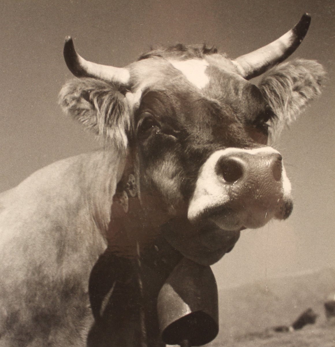 Brassaï "the Cow" Large Photograph 1935 With Original Signature Of The Artist In The Margin-photo-3