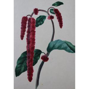 Aquarelle originale gommée AMARANTHE QUEUE DE RENARD Caudatus 19e s.