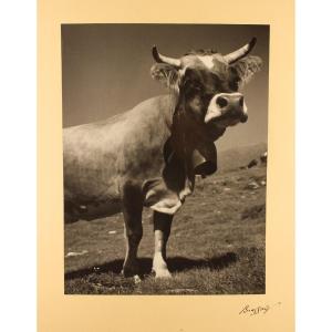 BRASSAÏ "La Vache" Grande photographie 1935 avec signature originale de l'artiste en marge