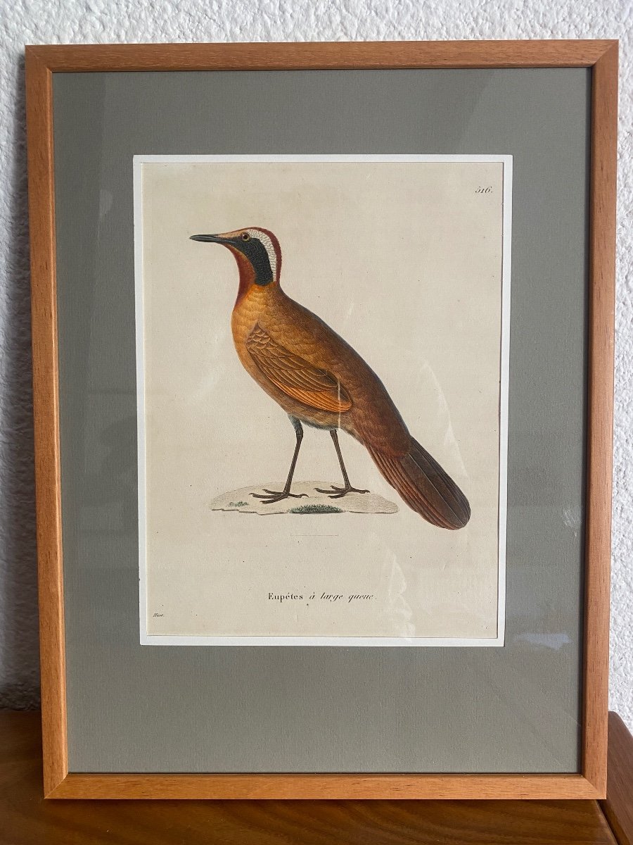 Series Of 10 Watercolored Bird Engravings - Jean-gabriel Prêtre (1768-1849)-photo-2