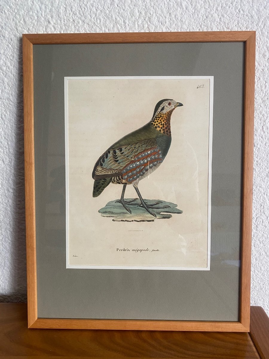 Série De 10 Gravures d'Oiseaux Aquarellées - Jean-Gabriel Prêtre (1768-1849)-photo-3