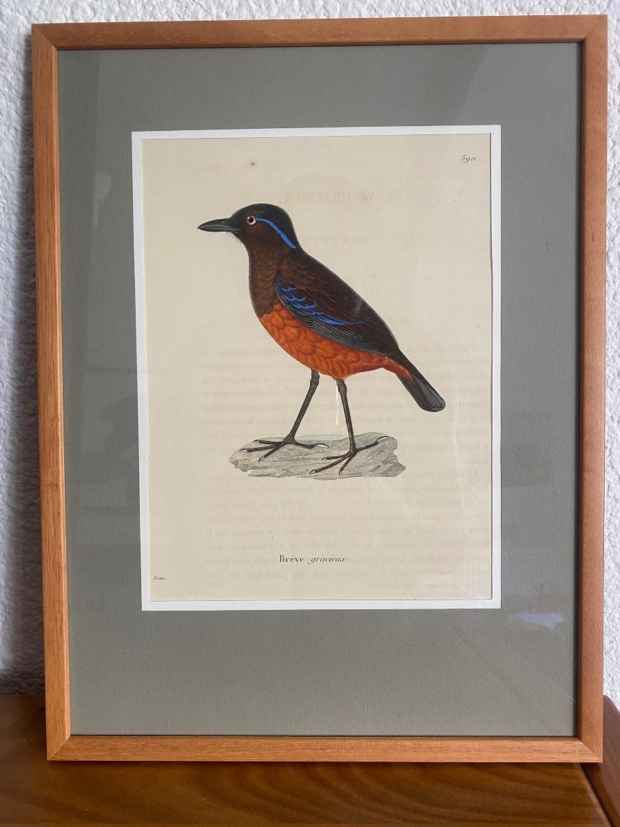 Série De 10 Gravures d'Oiseaux Aquarellées - Jean-Gabriel Prêtre (1768-1849)-photo-4