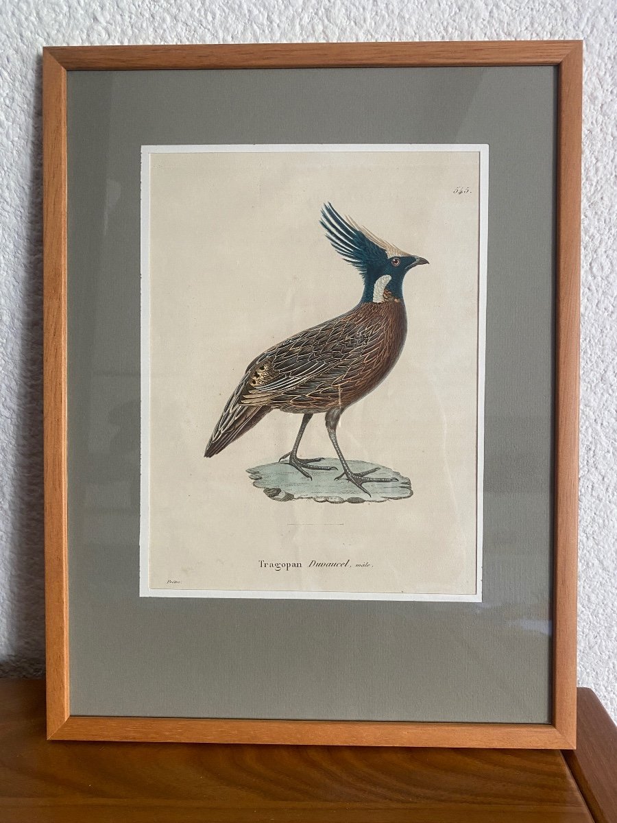 Série De 10 Gravures d'Oiseaux Aquarellées - Jean-Gabriel Prêtre (1768-1849)-photo-1