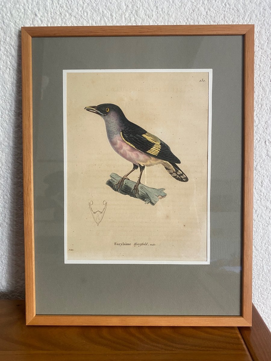 Series Of 10 Watercolored Bird Engravings - Jean-gabriel Prêtre (1768-1849)-photo-2