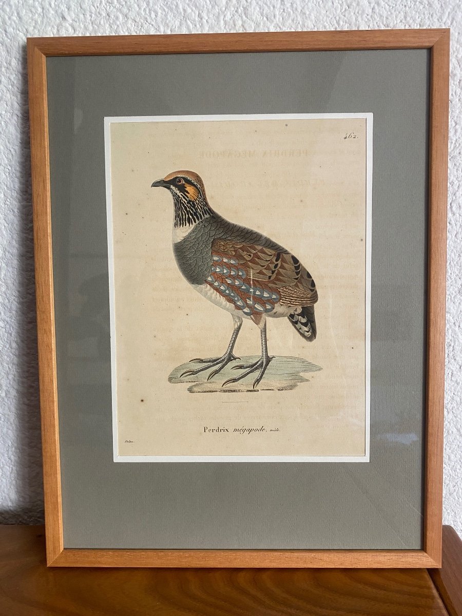 Series Of 10 Watercolored Bird Engravings - Jean-gabriel Prêtre (1768-1849)-photo-3