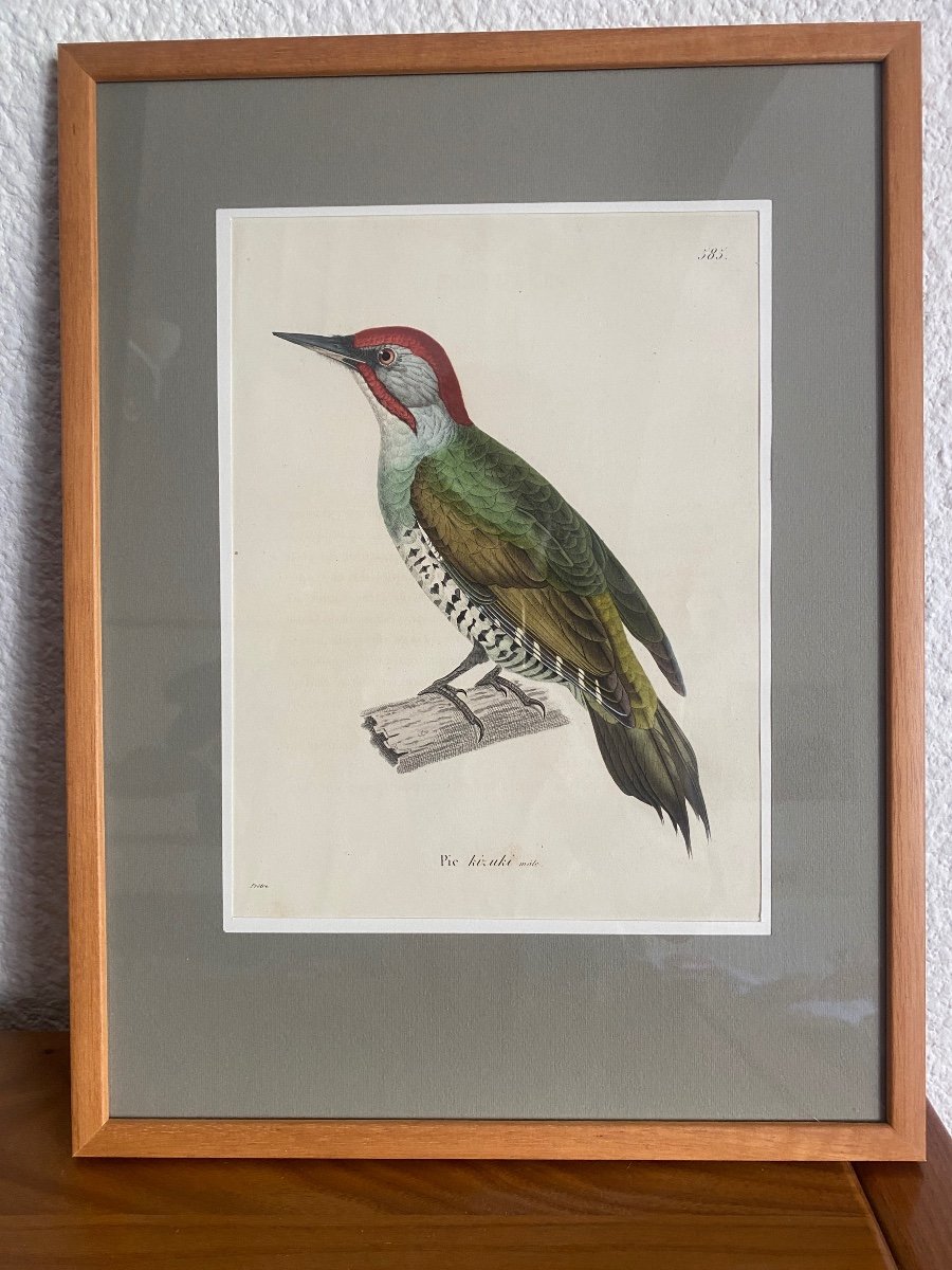 Série De 10 Gravures d'Oiseaux Aquarellées - Jean-Gabriel Prêtre (1768-1849)-photo-4