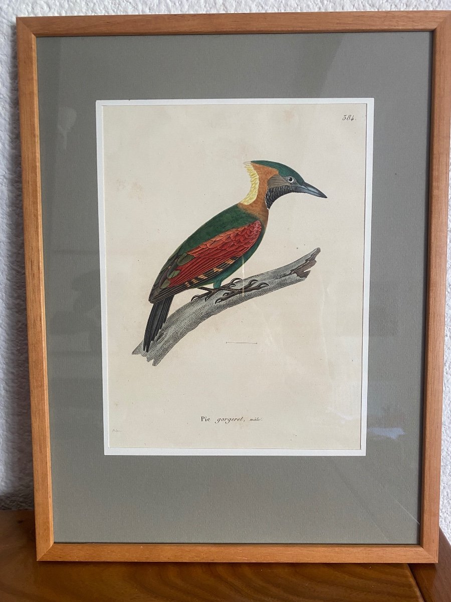 Series Of 10 Watercolored Bird Engravings - Jean-gabriel Prêtre (1768-1849)-photo-5