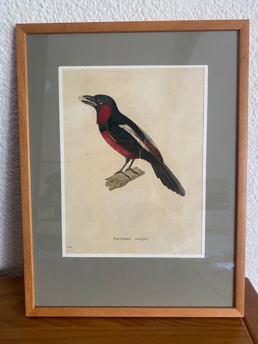 Series Of 10 Watercolored Bird Engravings - Jean-gabriel Prêtre (1768-1849)-photo-6