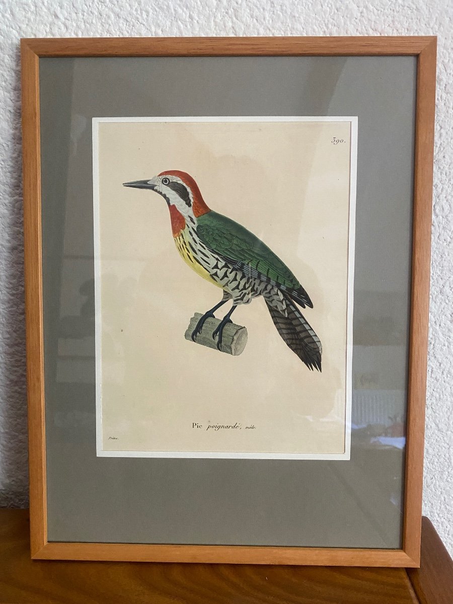 Series Of 10 Watercolored Bird Engravings - Jean-gabriel Prêtre (1768-1849)-photo-7