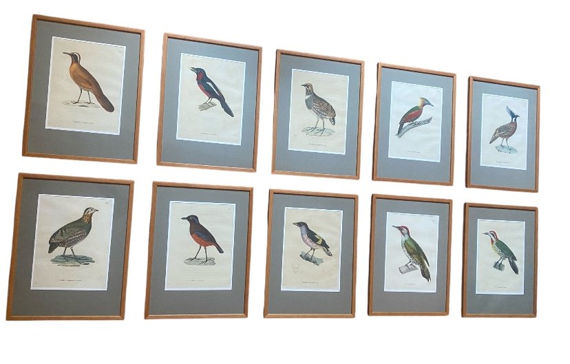 Series Of 10 Watercolored Bird Engravings - Jean-gabriel Prêtre (1768-1849)-photo-8