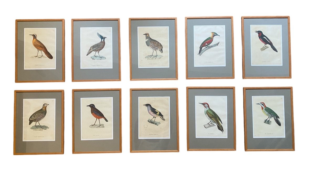 Series Of 10 Watercolored Bird Engravings - Jean-gabriel Prêtre (1768-1849)