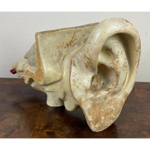 Anatomical Ear And Detachable Hearing System For Medical Students